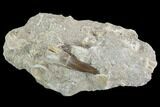 Fossil Plesiosaur (Zarafasaura) Tooth In Rock - Morocco #95093-1